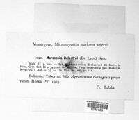 Diplosporonema delastrei image